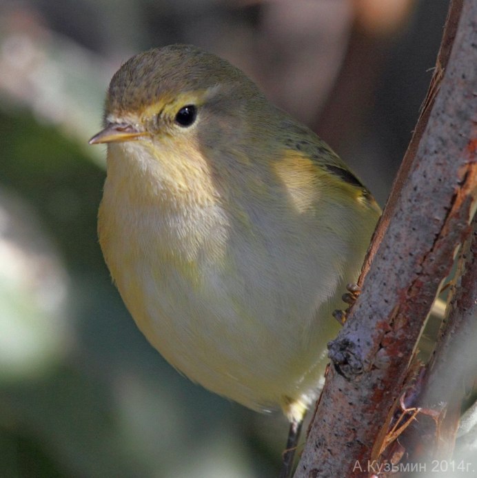 Желтоголовый королёк (Regulus Regulus)