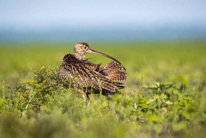 Пеночка-теньковка (Phylloscopus collybita)
