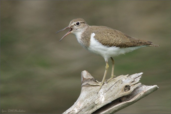 Кулик перевозчик
