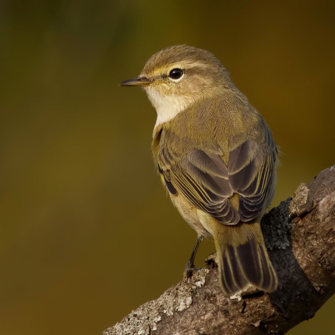 Пеночки весничка теньковка