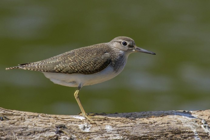 Кулик перевозчик птица