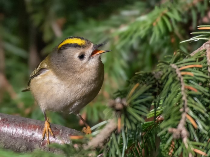 Чибис пигалица птица Московская область