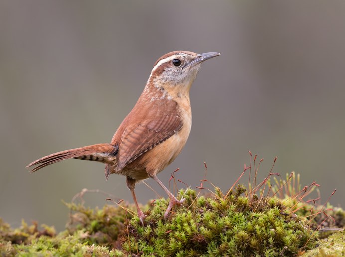 Болотный Кулик турухтан