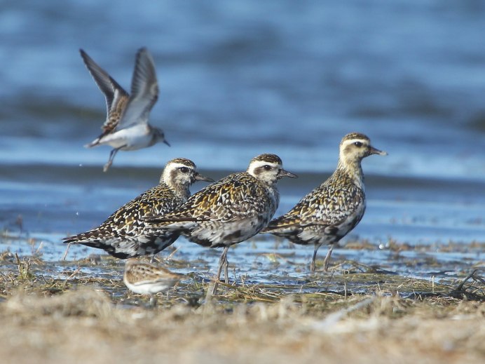 Чибис обыкновенный Луговой
