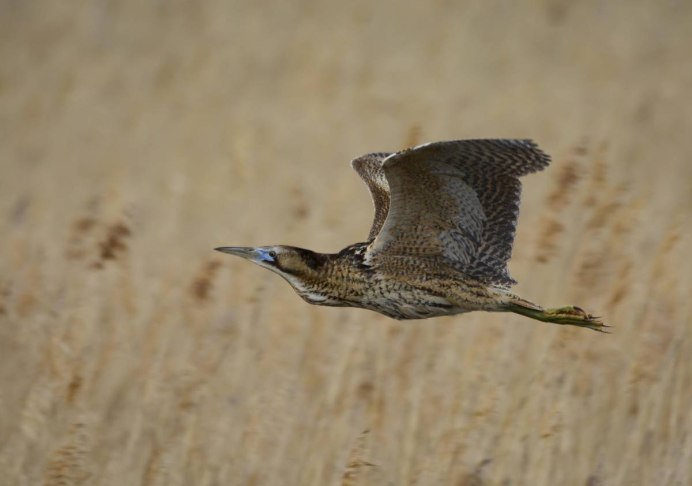 Полевой Чибис