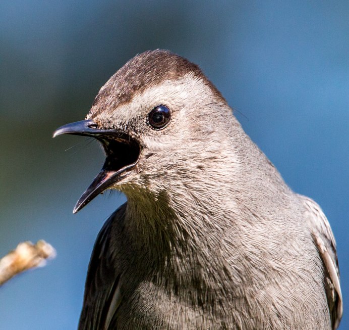 Полевой Чибис