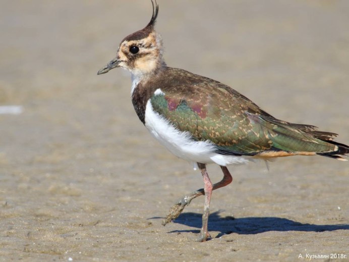 Чибис Болотная птичка