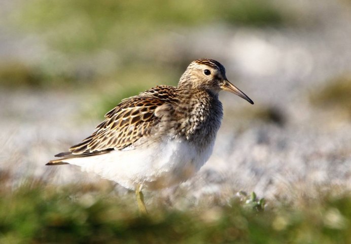 Бекас дупель гаршнеп