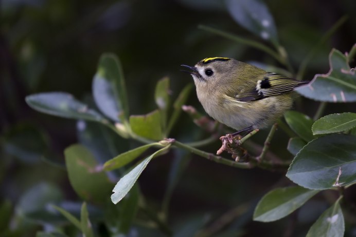 Dumetella carolinensis