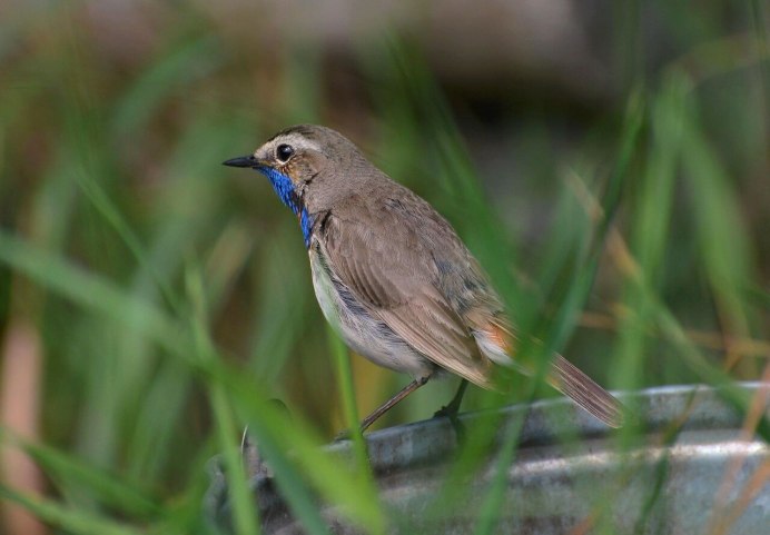 Чибис, или пигалица (Vanellus Vanellus)