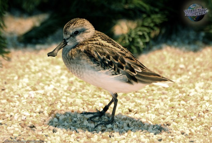 Фифи — Tringa glareola