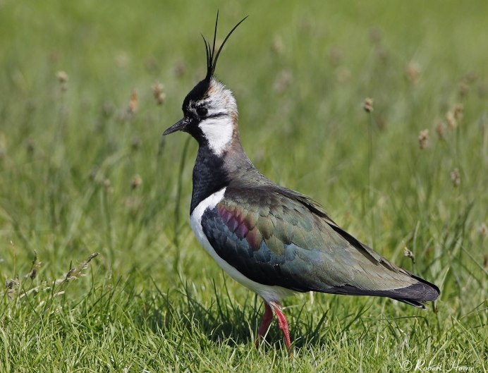 Кулик Лопатень птица