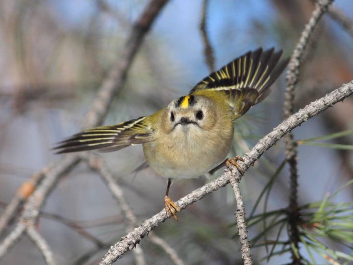 Чибис Vanellus Vanellus