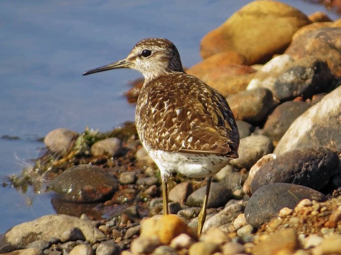 Кулик дутыш птица