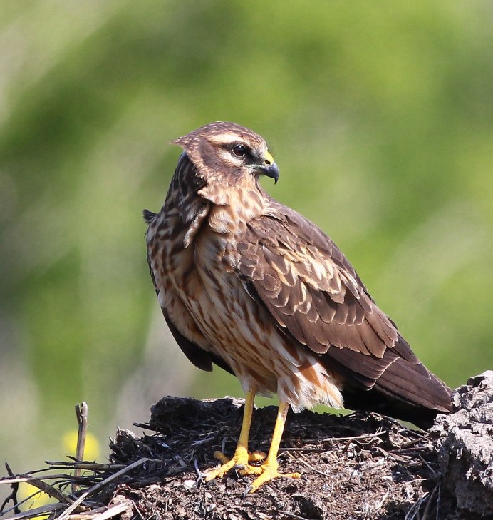 Желтоголовый Королек птичка