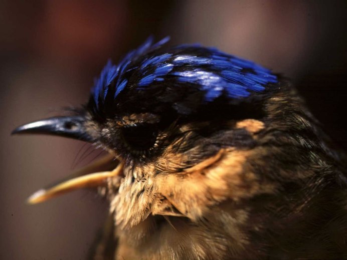 Ракша сизоворонка