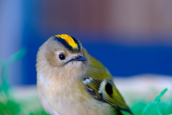 Чибис Vanellus Vanellus