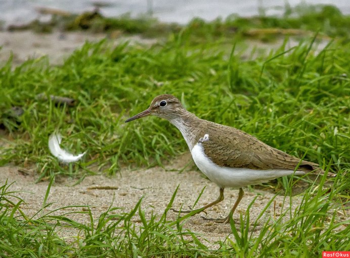 Кулик-Воробей - Calidris minuta