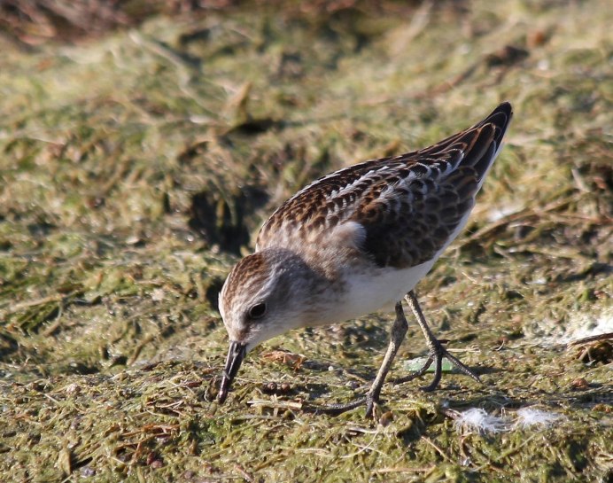 Полевой Лунь птица