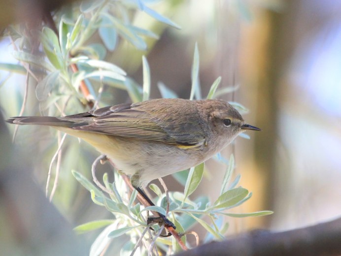 Желтоголовый королёк птица