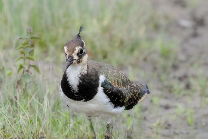 Чибис Болотная птичка