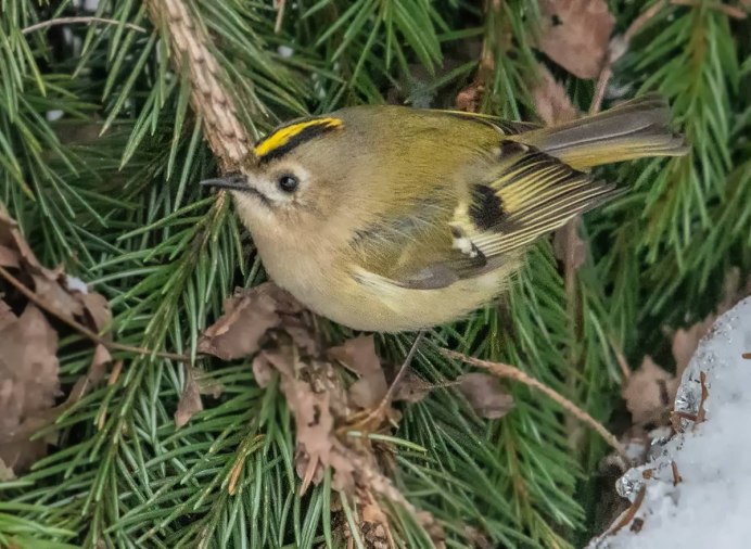 Чибис пигалица птица