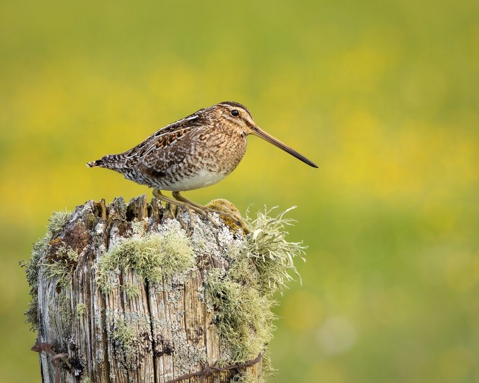 Кукша Сибирская