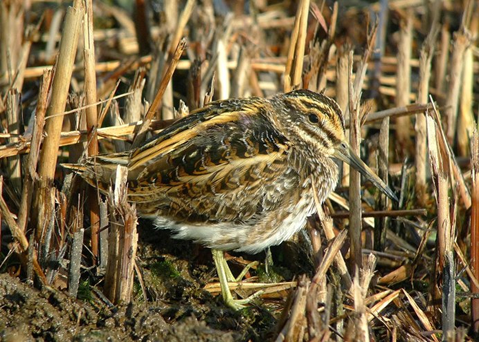 Лесная мухоловка