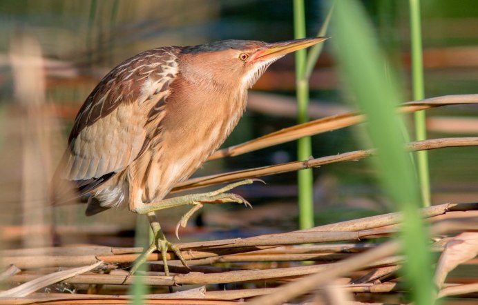 Кулик грязовик