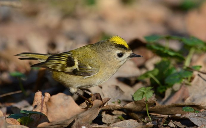 Желтоголовый королёк