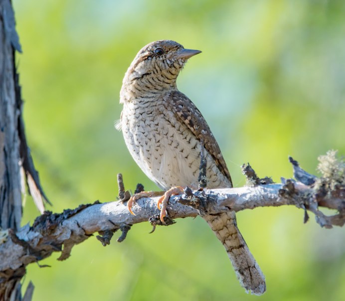 Живая природа птицы