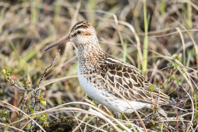 Венценосный мухоед