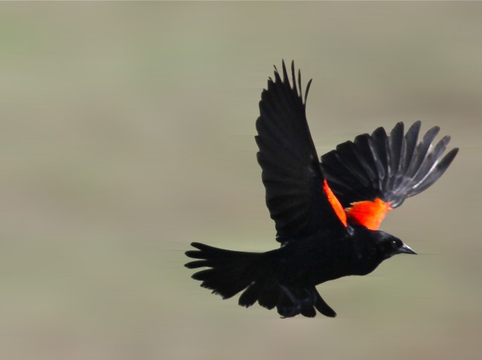 Красноногий Дрозд