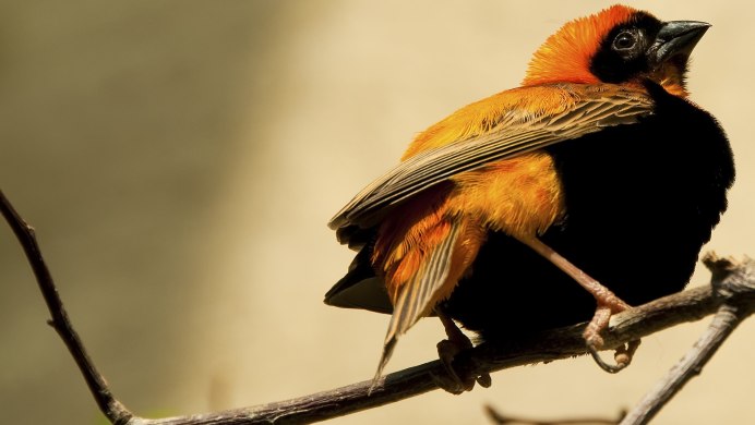 Птица Балтиморская Иволга