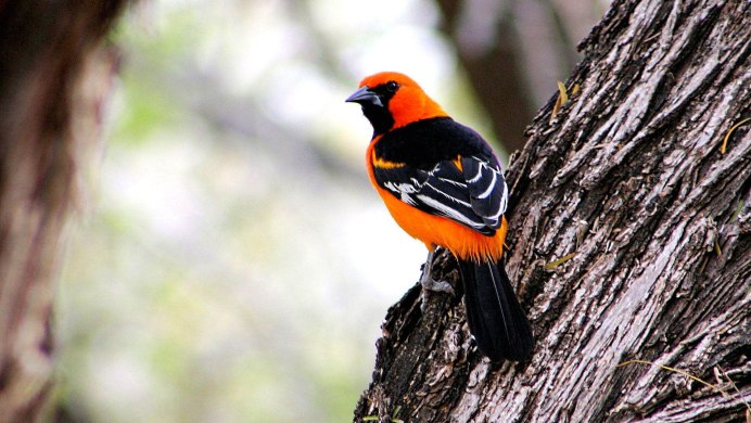 Птица Кардинал Иллинойс