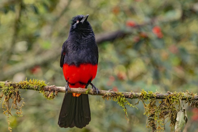 Птица с красным хвостом