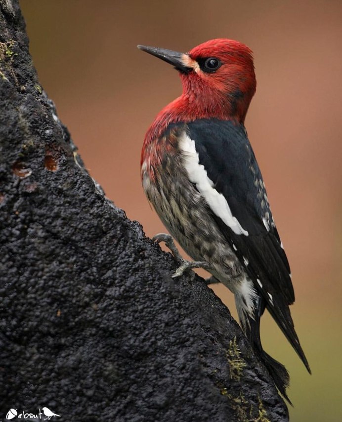 Дрозд с хохолком черный