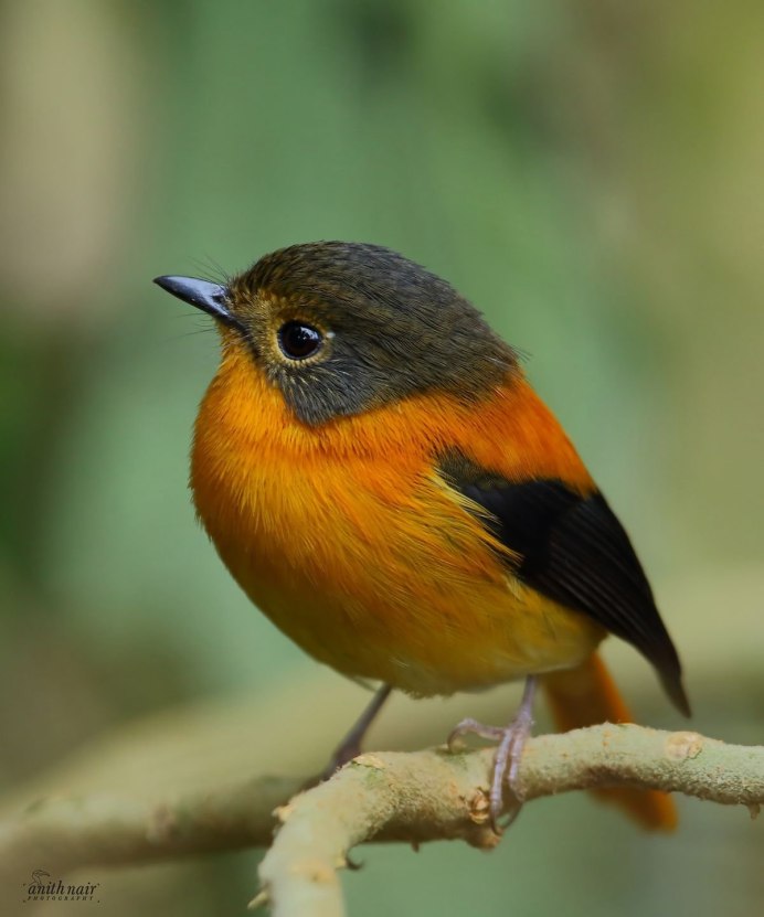 Philesturnus carunculatus