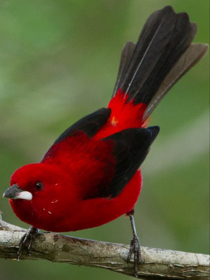 Чёрный дятел Желна