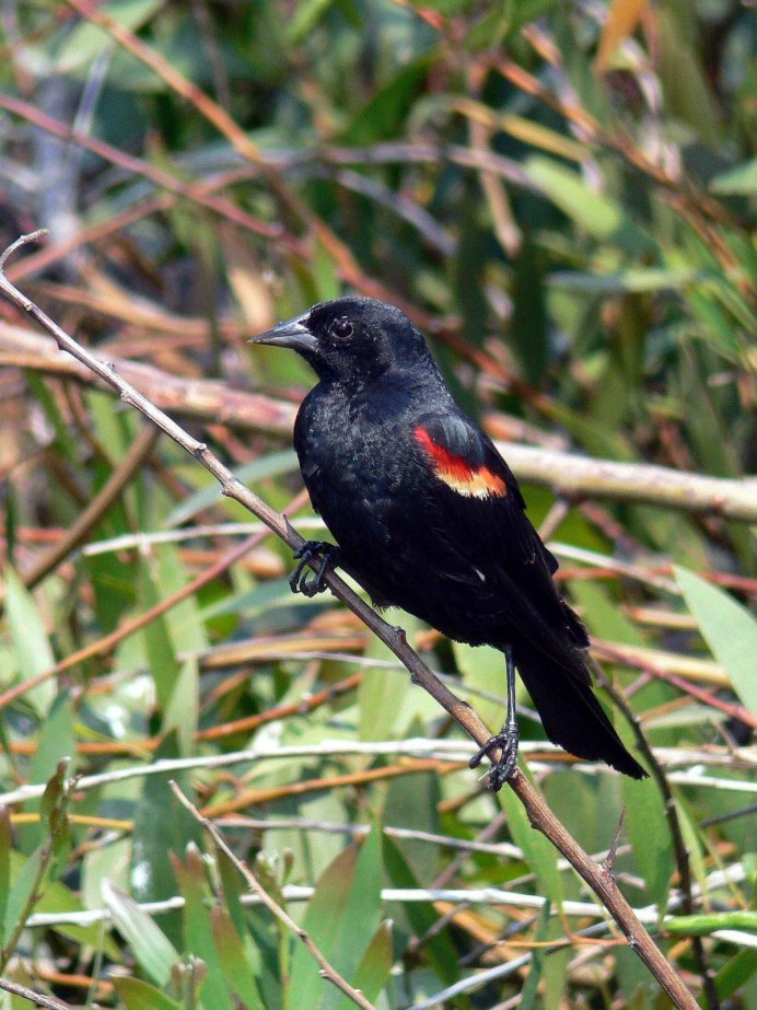 Канарский Кулик