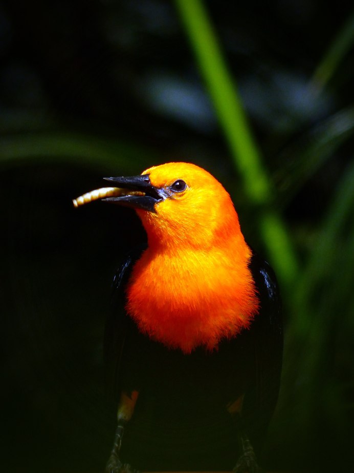 Красноплечий чёрный трупиал