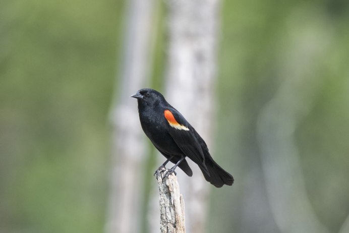 Красногрудая танагра