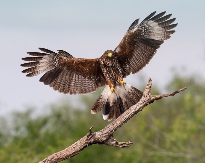 Обыкновенный канюк Buteo Buteo