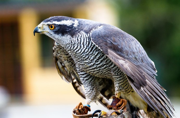 Ястреб - тетеревятник (Accipiter gentilis)