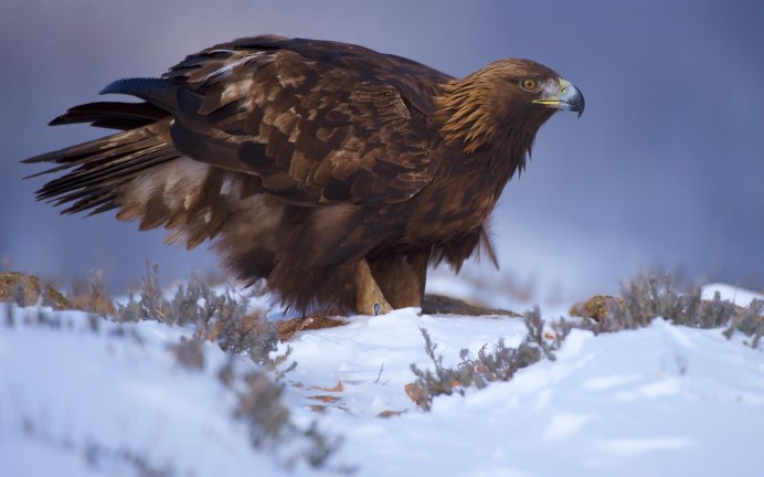 Ястреб - тетеревятник (Accipiter gentilis)
