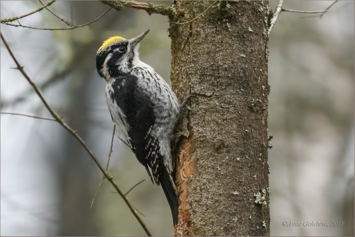 Трехпалый дятел picoides tridactylus (Linnaeus, 1758)