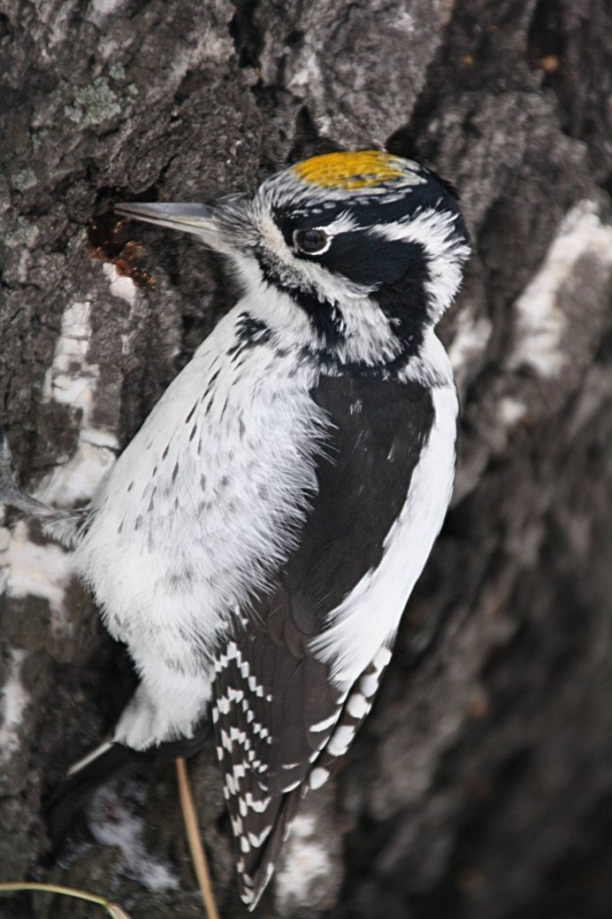 Трехпалый дятел picoides tridactylus (Linnaeus, 1758)