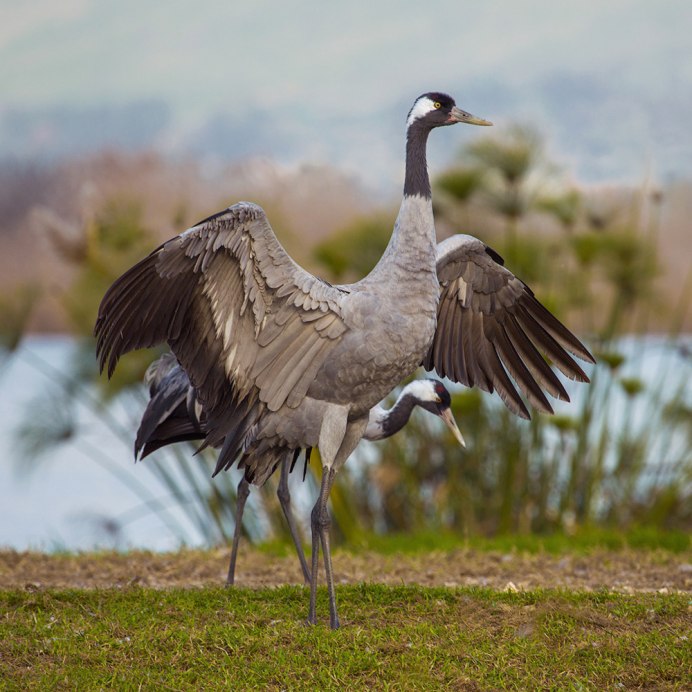 Grey crowned Crane