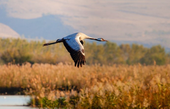 Серый журавль Grus Grus