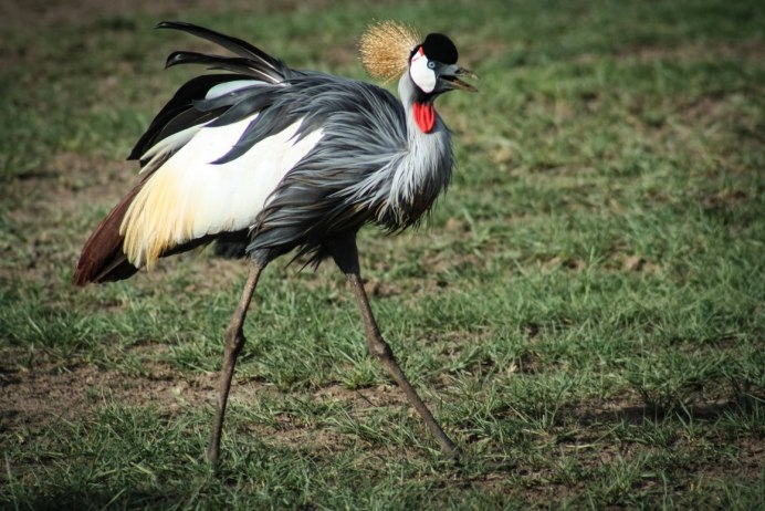 Японский (Уссурийский) журавль Grus japonensis